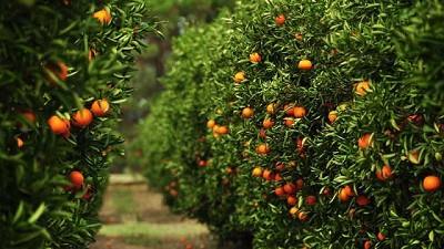 Aplican biotecnología para la detección precoz del HLB