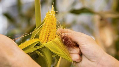 BASF lanza sus nuevas semillas de maíz de alto rendimiento y estabilidad