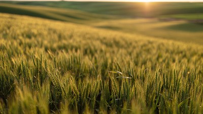 Potenciando el rendimiento desde la semilla