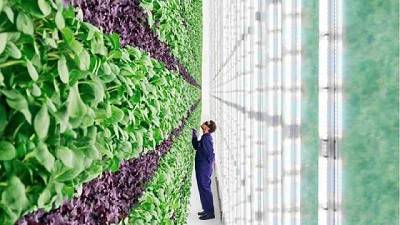 Inclusión, sostenibilidad, productividad y seguridad alimentaria confluyen en una granja vertical en Los Angeles