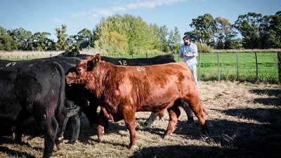 Los toros Angus se prueban en la Patagonia