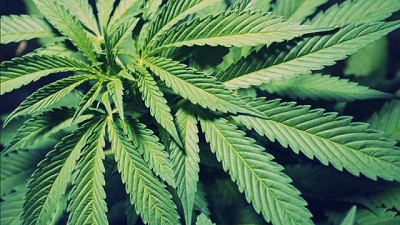 INASE habilita la inscripción de variedades de Cannabis sativa L.