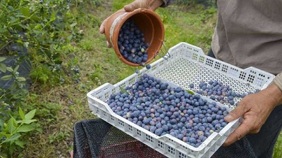 Agricultura distingue con el Sello de Calidad 