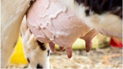 Salud preventiva en ubres: Mastitis ambientales en vacas lecheras