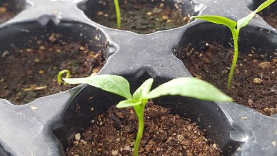 Cómo armar plantines de flores y hortalizas en casa