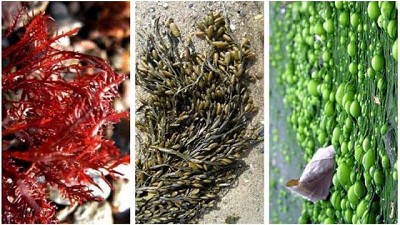 Lo que las algas marinas pueden hacer por tu cultivo 