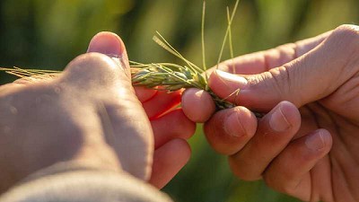 Qué buscan los productores a la hora de sembrar trigo