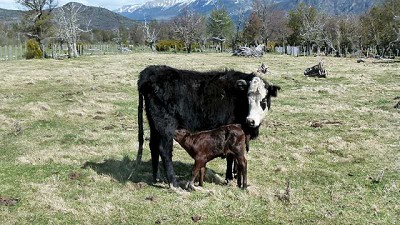 El INTA impulsa un manejo ganadero sustentable