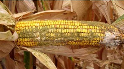 Efecto de las micotoxinas sobre el sistema inmunitario en vacas lecheras