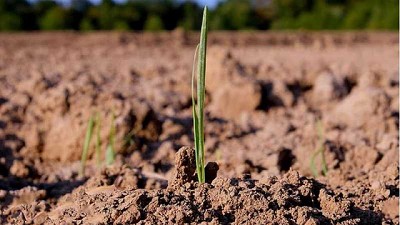 En la Argentina, sólo se repone el 30 % de los nutrientes que se extraen