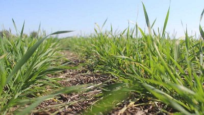 Con un 3% más de siembra, el trigo argentino va por una cosecha récord de 20 Mt
