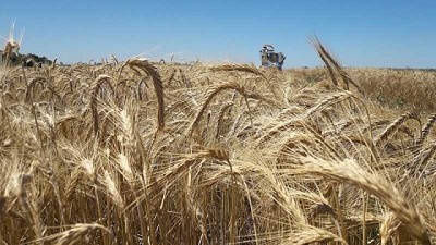 Inscriben nuevas variedades de triticale forrajero