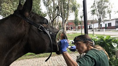 El cuidado bucal en equinos es fundamental para su performance