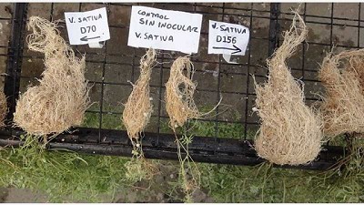 Vicia, ¿el jugador imprescindible?