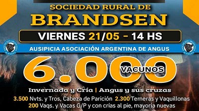 Angus auspicia el remate especial de invernada y cría