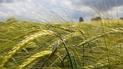 Presentan una cebada con excelente potencial productivo