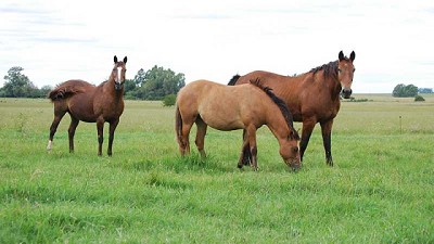 Equinos: desarrollan una crema para controlar una enfermedad venérea
