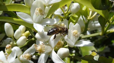 La supervivencia de las abejas se encuentra cada vez más amenazada