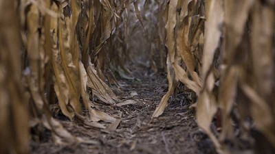 Un cambio de estrategia para el control de malezas en maíz