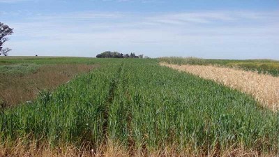 Con cultivos de cobertura controlan el avance de malezas resistentes