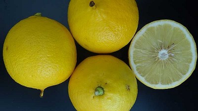 Impulsan la sanidad controlada en la producción de bergamota