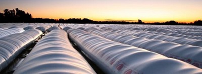 Evitando plagas en silobolsa