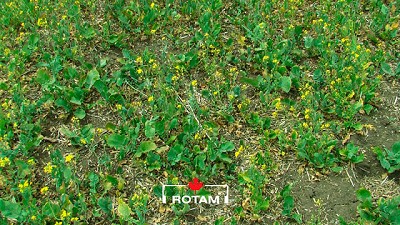 Propuesta ROTAM para cultivos de invierno