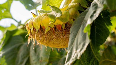 NK inicia la campaña girasolera con los híbridos que lideran el mercado