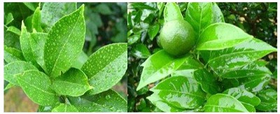 Una buena aplicación va de la mano con un buen coadyuvante