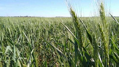 Lluvias claves en la región núcleo: ahora el trigo va por los 40 qq/ha