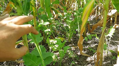 Cultivos de servicio: Una estrategia sustentable para mejorar el estado y la protección del suelo