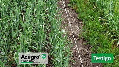 Un nuevo modo de acción para frenar la amenaza del ryegrass en trigo