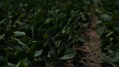 ¿Cuáles son los beneficios de Remigate®, la Fórmula Uno en el control de Gramíneas y Amaranthus?