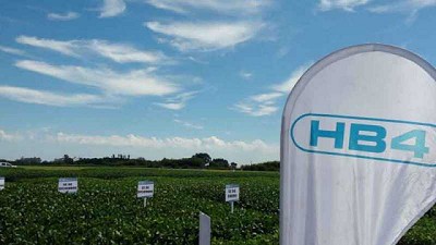 Canadá aprueba la soja HB4 tolerante a estrés hídrico desarrollada por la argentina Bioceres