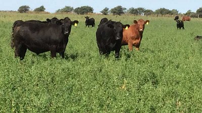 Monitoreo de plagas en lotes de alfalfa