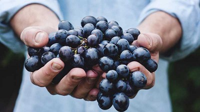 Un escudo biológico para proteger a las uvas y a los frutos secos de los hongos