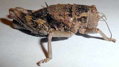 Evalúan la calidad nutricional de la tucura sapo