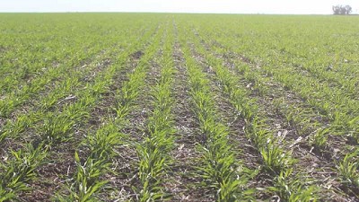 Sequía en el norte y excesos en el centro y sur del área agrícola, demoran la siembra de trigo