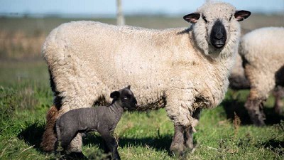 La mesa ovina provincial apuesta a que los diputados logren modificar el proyecto de ley que perjudica la producción Entrerriana 