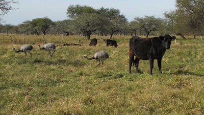 El bosque del Espinal, analizado desde una perspectiva social