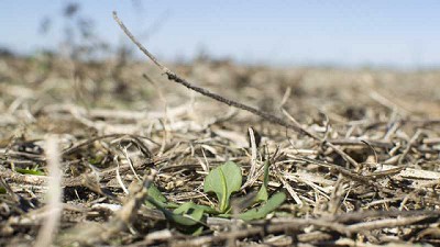 Malezas en fina: ¿por qué hay que estar preparados para un rebrote?