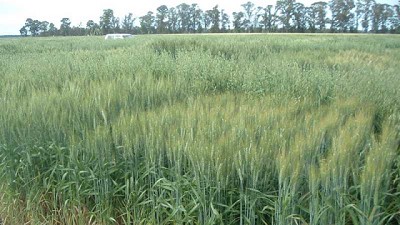 Analizan cultivares de trigo que pueden competir contra malezas resistentes