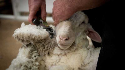 Sistema Integral del Rubro Ovino valorizará las lanas
