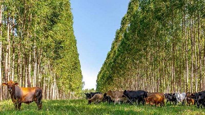 Santa Brígida Open Farm: cómo la agricultura atrae inversiones verdes