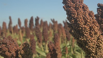 Alternativas innovadoras para lograr un Sorgo granífero de alto potencial