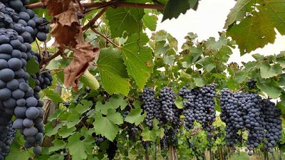 Una biosolución que potencia la producción de los viñedos