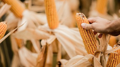 Maíz 2021. DONMARIO reafirma su compromiso con el productor y presenta nuevos híbridos.