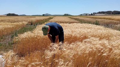 Evalúan un biofertilizante que aumenta el rendimiento del trigo