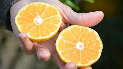 Presentan dos nuevas variedades de mandarinas saneadas