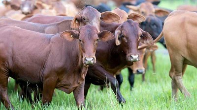 Australia trabaja por una ganadería neutra en carbono